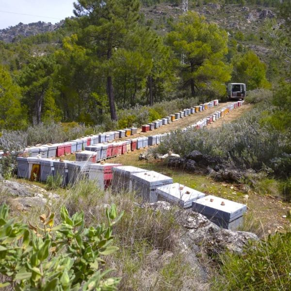 Miel de romero Luna Puente de Génave 1000ml Miel Sierra de Segura